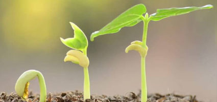 Consultas de Psicologia